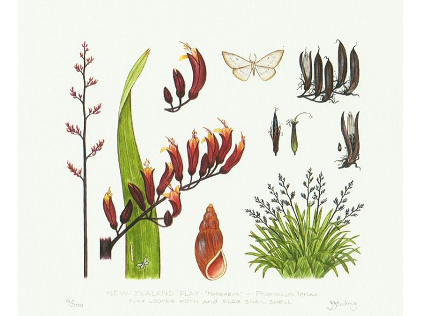 Natural history - Flax print