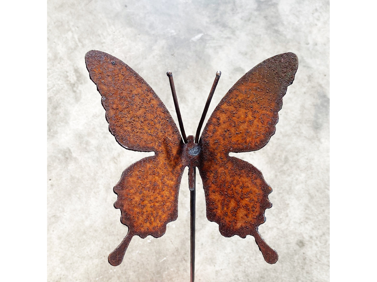 Large Butterfly & spike butterfly