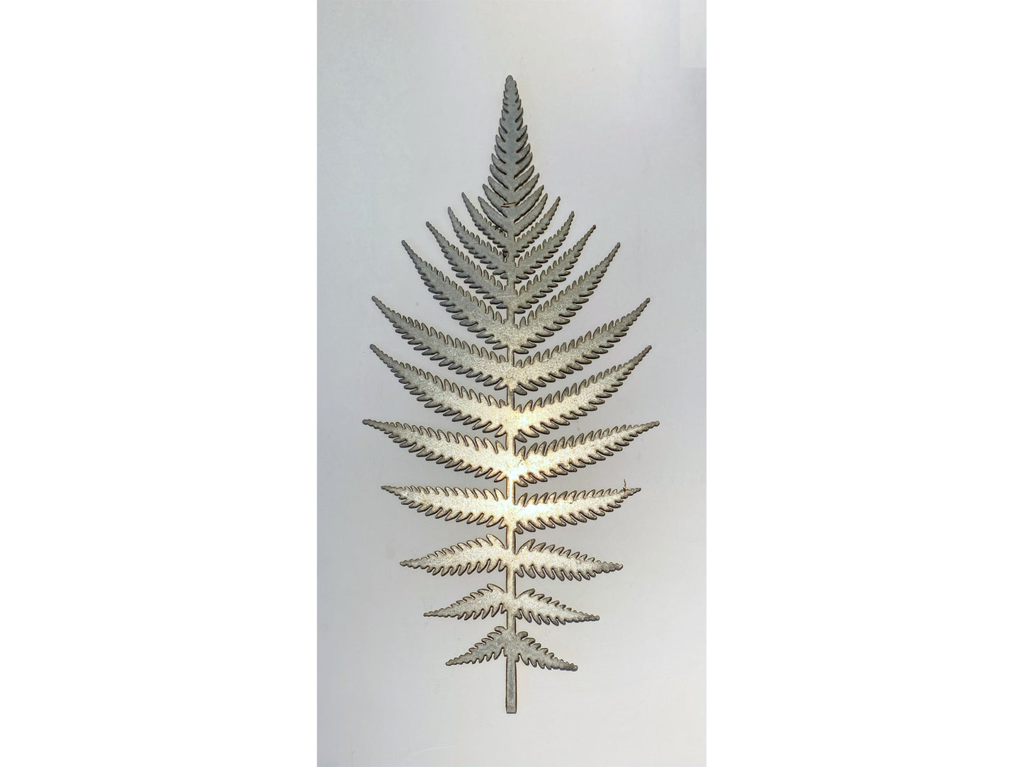 Fern