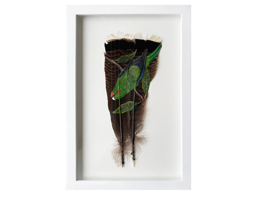 Kakariki - Red Crowned Parakeet