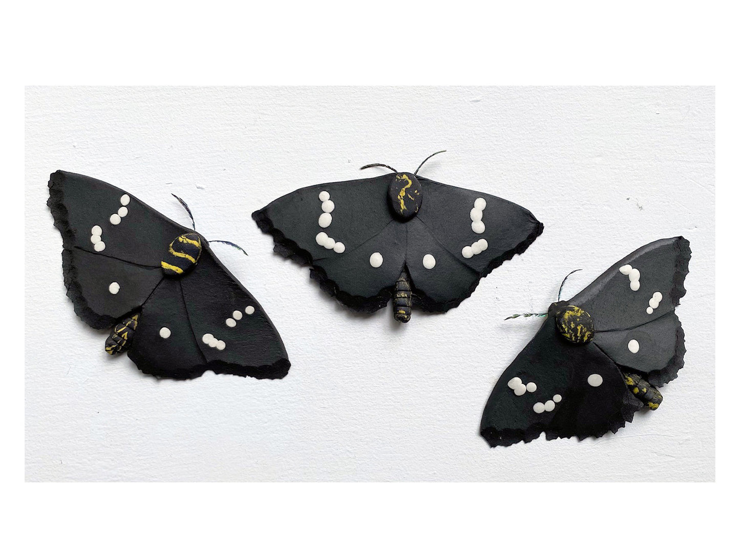 Magpie Moth
