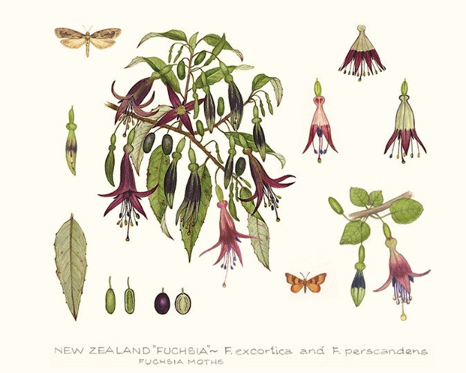 NZ Fuchsia Print