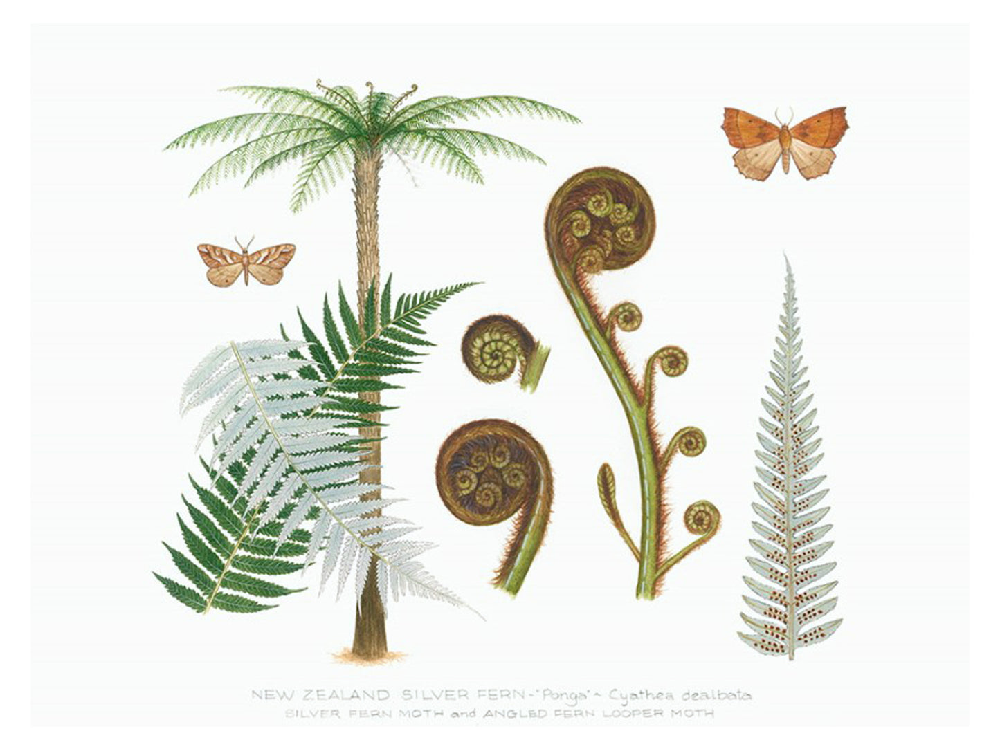 Natural History - Tree Fern Print