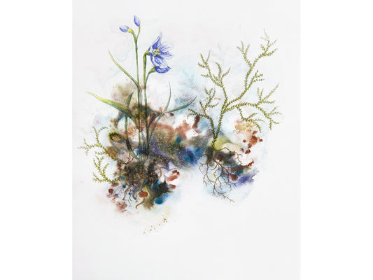 Māikuku - Swamp sun orchid