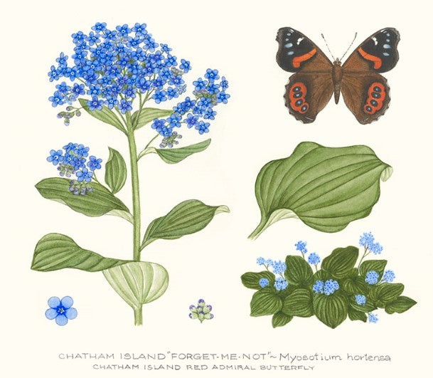 Chatham Island Forget Me Not Print