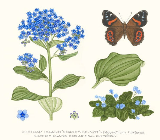 Chatham Island Forget Me Not Print