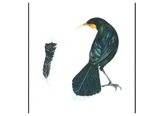 THE PRICE OF A FEATHER (Male)
Helen Taylor
Limited edition of 25, Giclée print
Frame size 65 x 77cm
$580 6