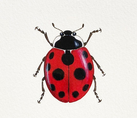 Ladybird Small Print