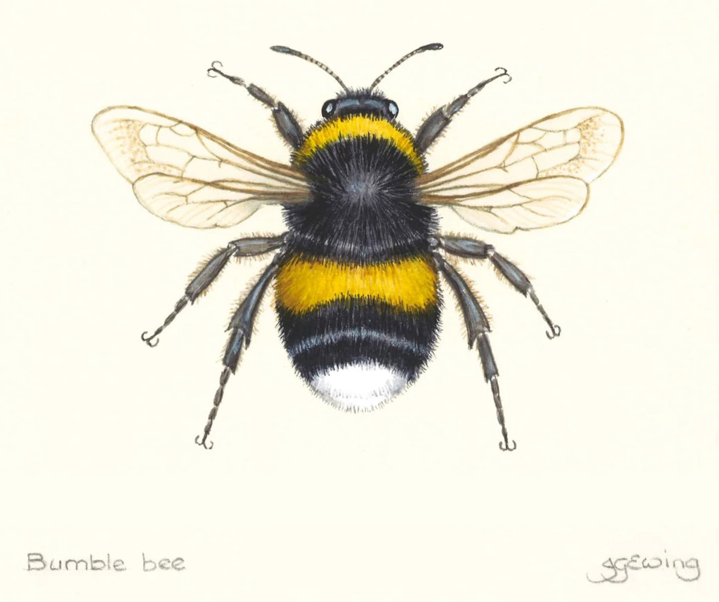 Bumble Bee Small Print