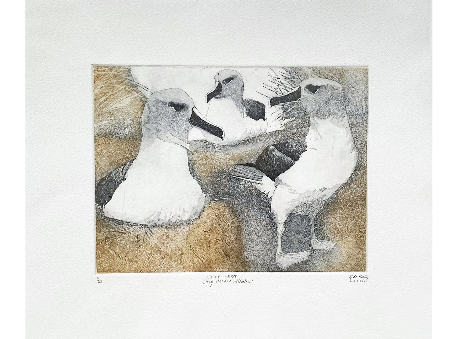 Unframed print - Cliff Nest