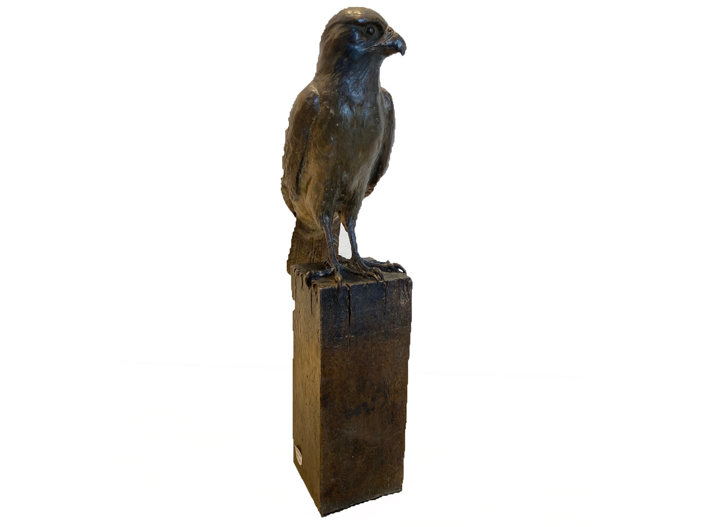 Kārearea (NZ Falcon)