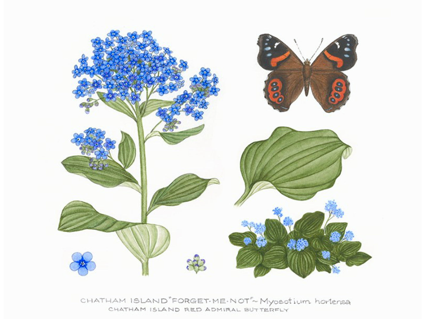 Natural History - Chatham Island Forget me not print