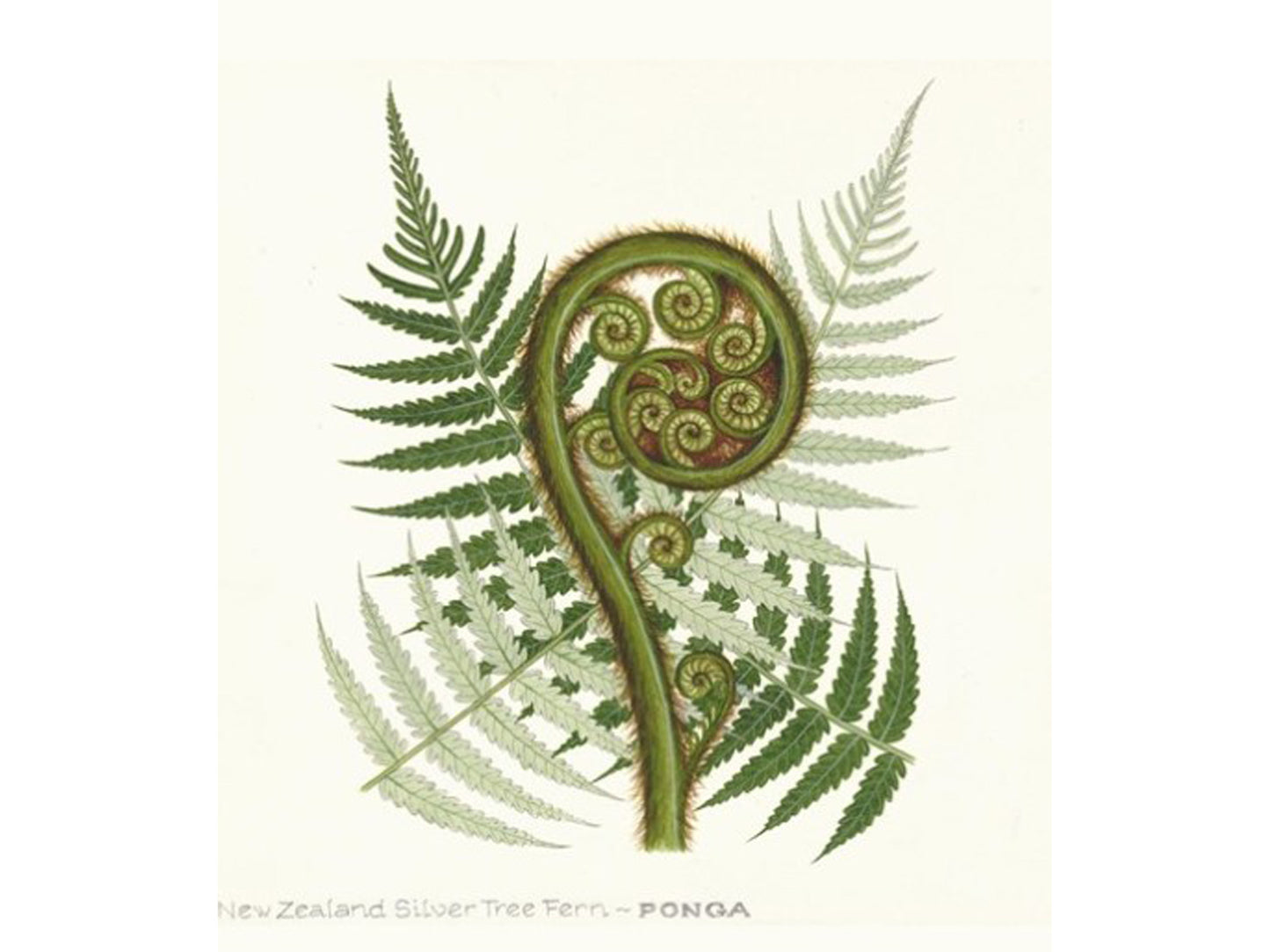 NZ Fern Frond Print