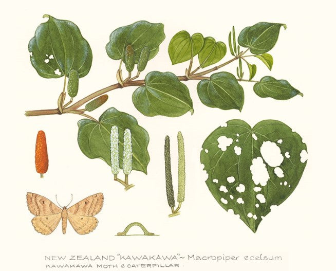 Kawakawa Print (NH)