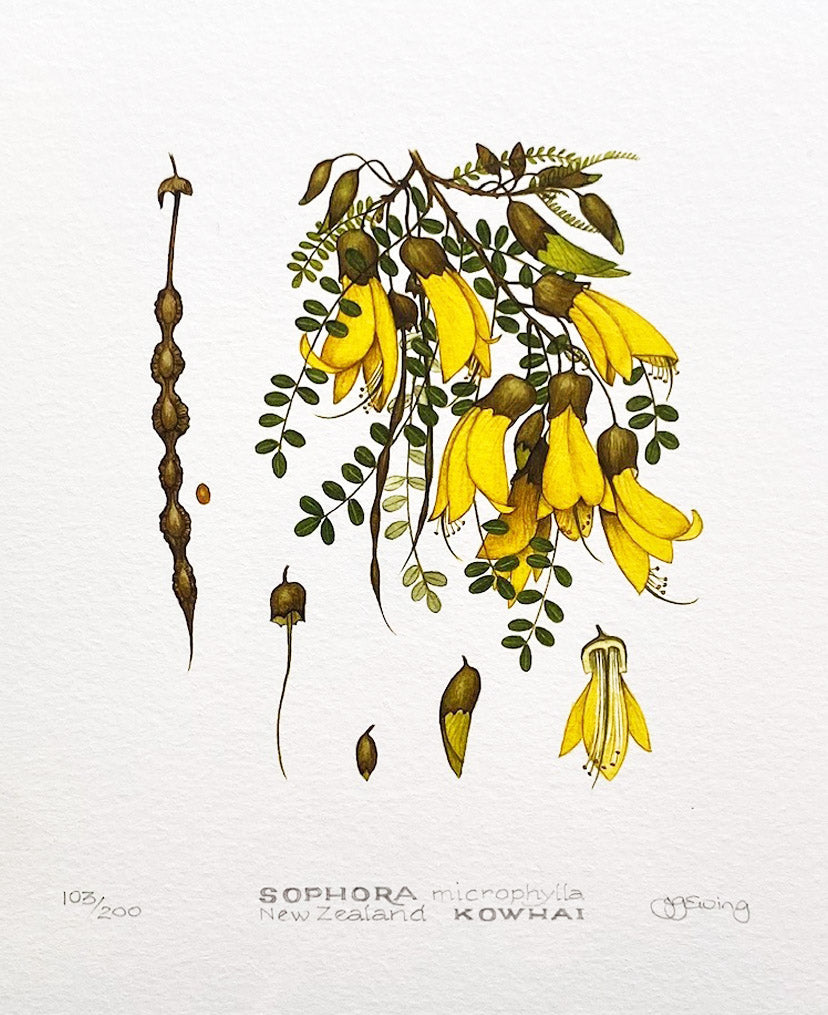 Kowhai Print (NH)