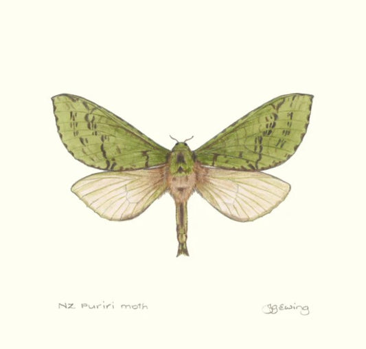 Puriri Moth Print