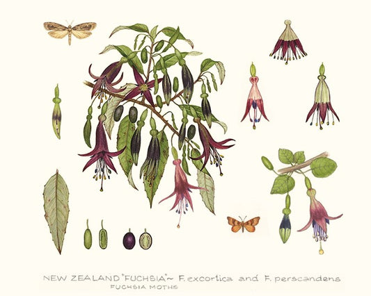 NZ Fuchsia Print