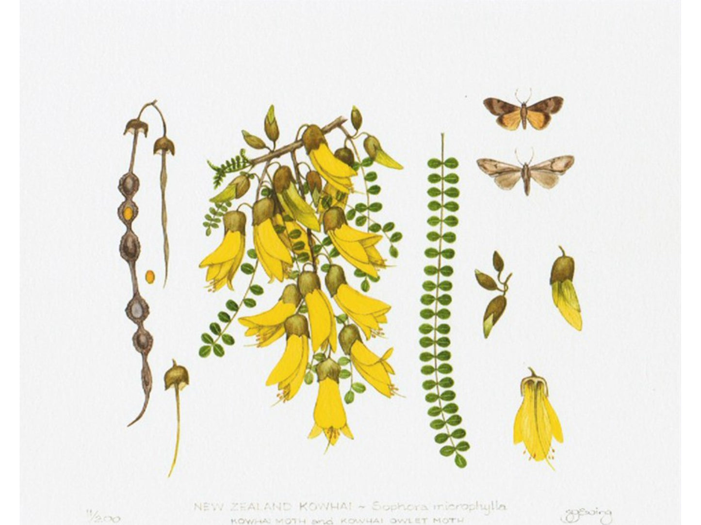 Natural History - Kowhai Print