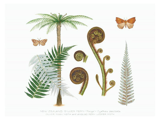 Natural History - Tree Fern Print