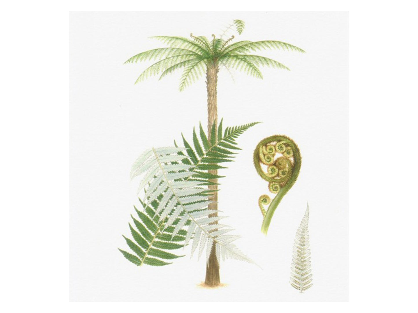 Ponga Tree Print
