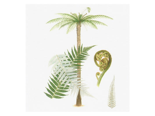 Ponga Tree Print