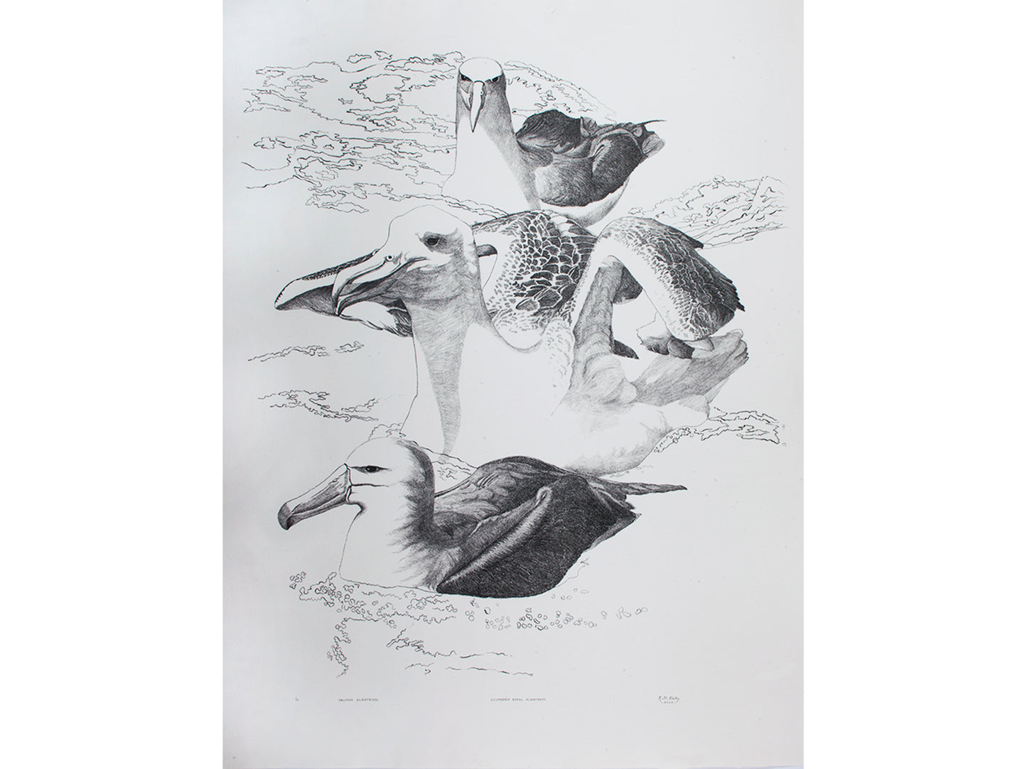 Southern Ocean Chums Lithograph
