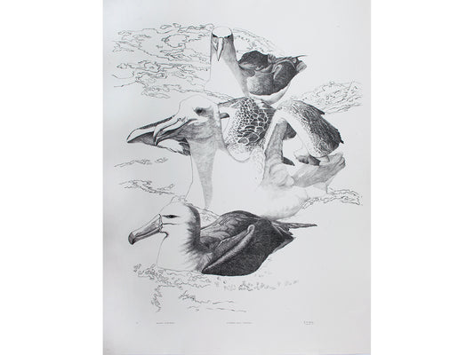 Southern Ocean Chums Lithograph